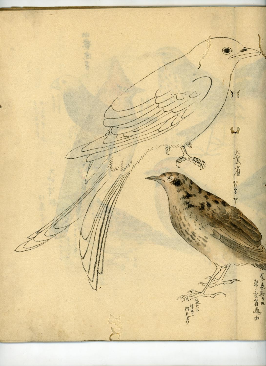 鳥類圖譜  handpainted art album of birds (kacho-ga) 21 full-page illustrations, superb brushwork
