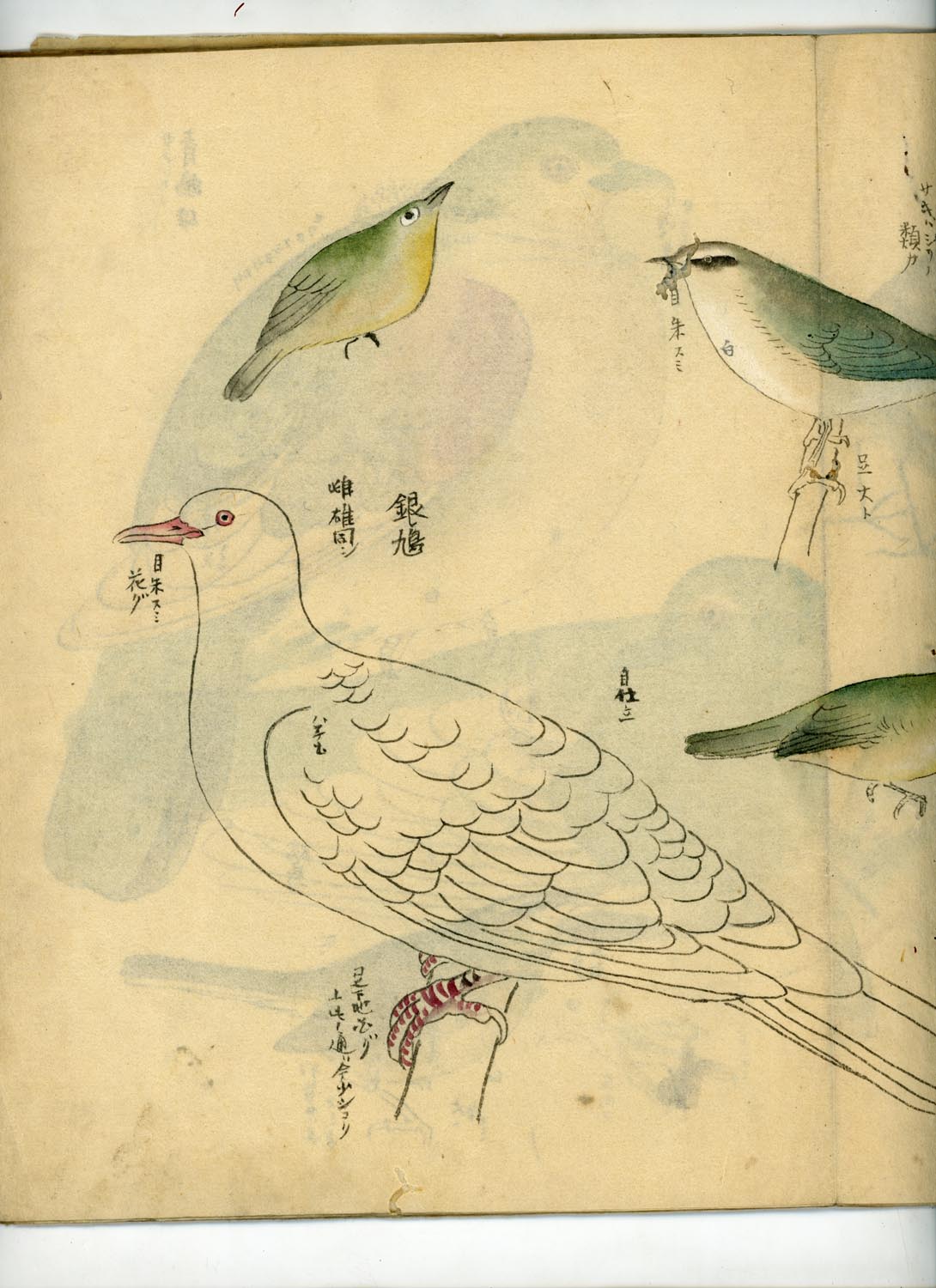 鳥類圖譜  handpainted art album of birds (kacho-ga) 21 full-page illustrations, superb brushwork