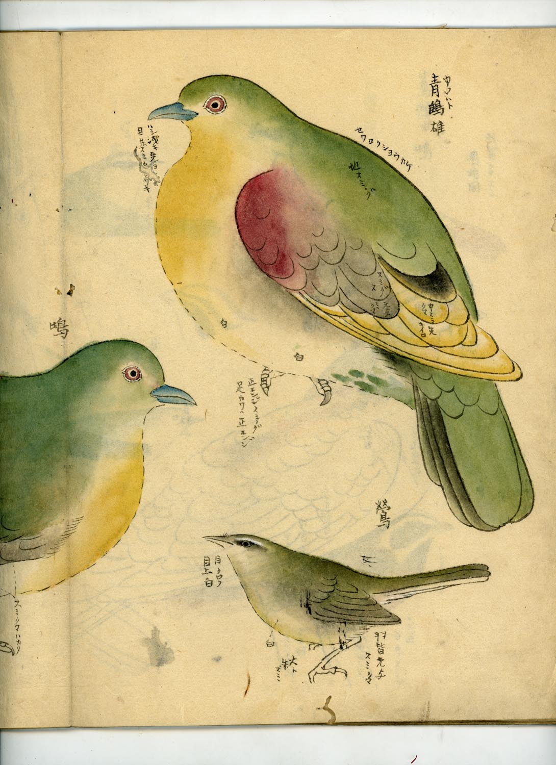 鳥類圖譜  handpainted art album of birds (kacho-ga) 21 full-page illustrations, superb brushwork