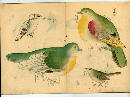 鳥類圖譜  handpainted art album of birds (kacho-ga) 21 full-page illustrations, superb brushwork