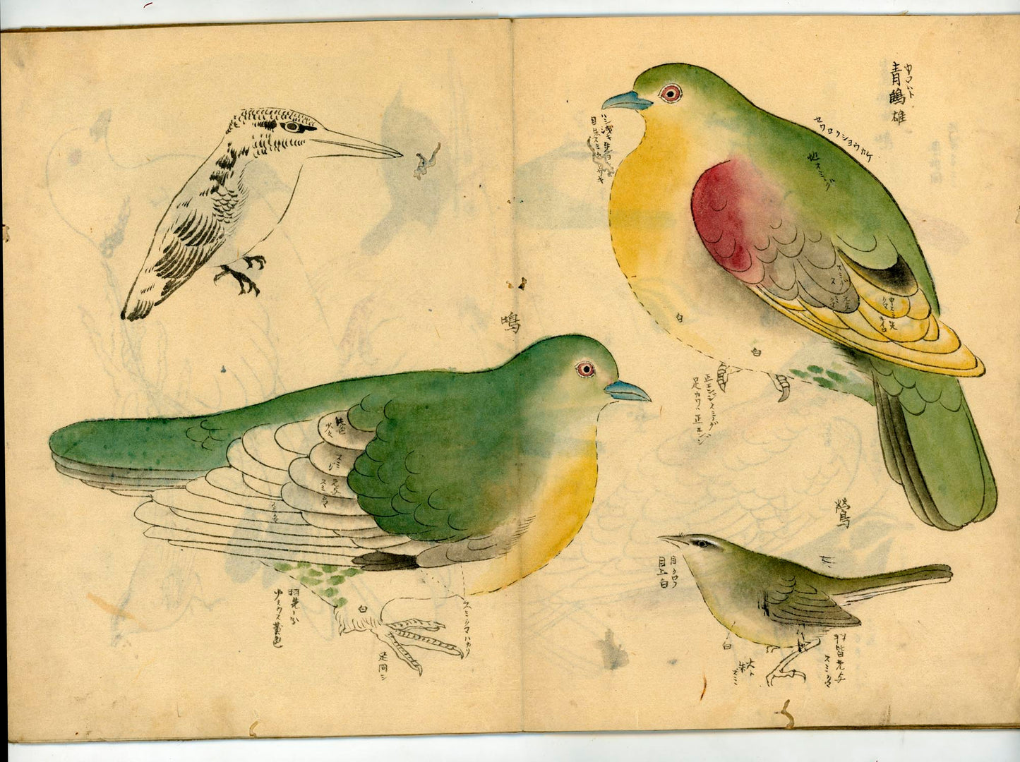 鳥類圖譜  handpainted art album of birds (kacho-ga) 21 full-page illustrations, superb brushwork