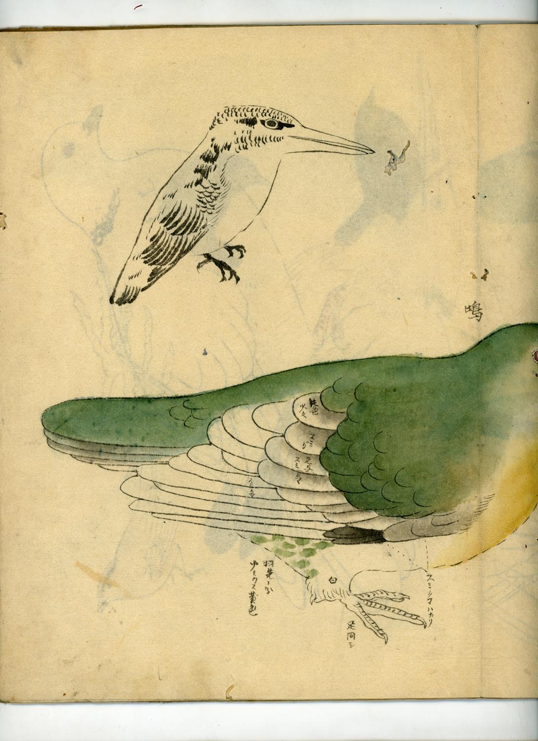 鳥類圖譜  handpainted art album of birds (kacho-ga) 21 full-page illustrations, superb brushwork