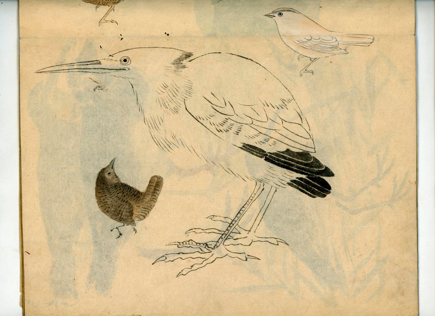 鳥類圖譜  handpainted art album of birds (kacho-ga) 21 full-page illustrations, superb brushwork