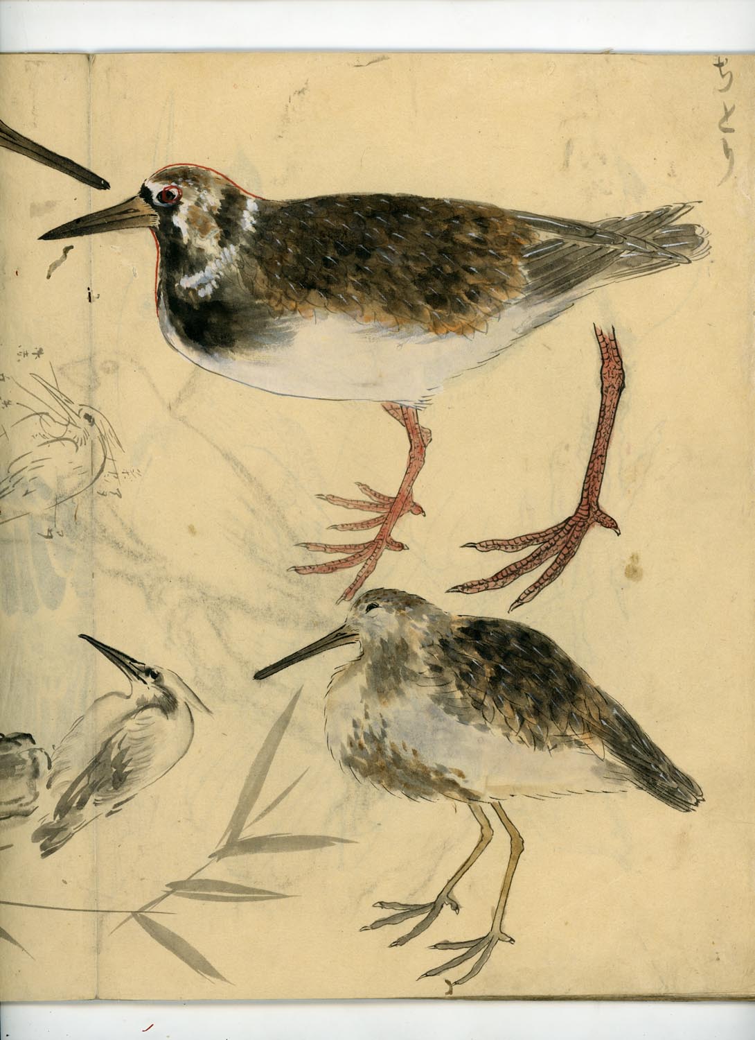 鳥類圖譜  handpainted art album of birds (kacho-ga) 21 full-page illustrations, superb brushwork