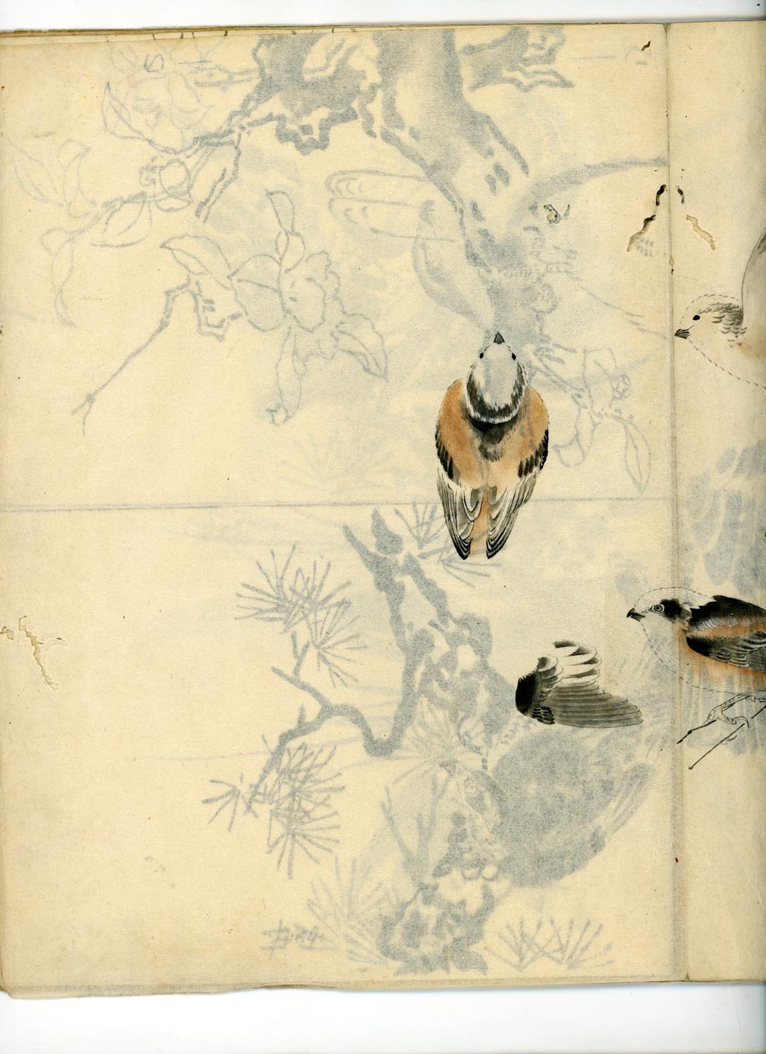 鳥類圖譜  handpainted art album of birds (kacho-ga) 21 full-page illustrations, superb brushwork