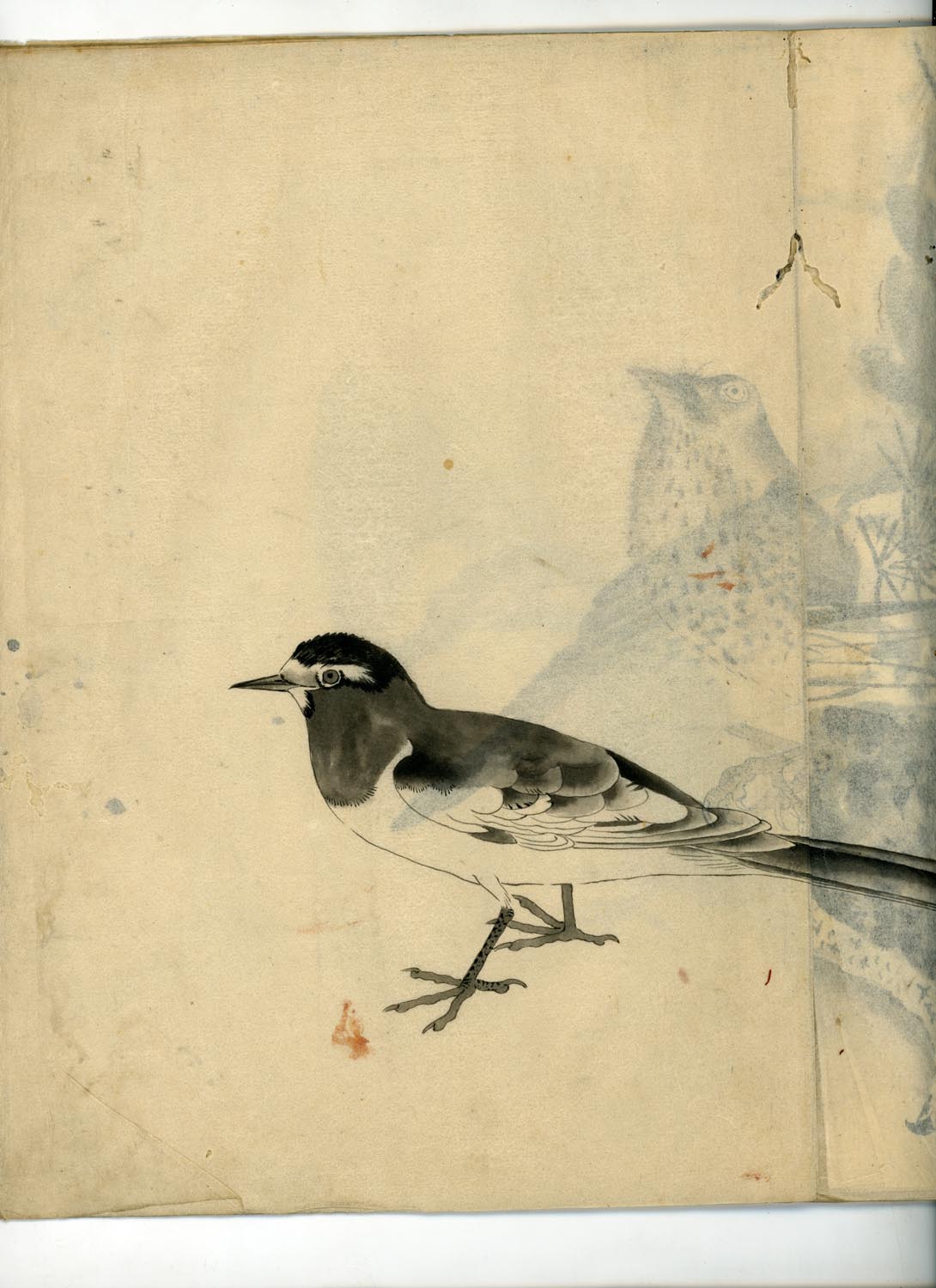 鳥類圖譜  handpainted art album of birds (kacho-ga) 21 full-page illustrations, superb brushwork