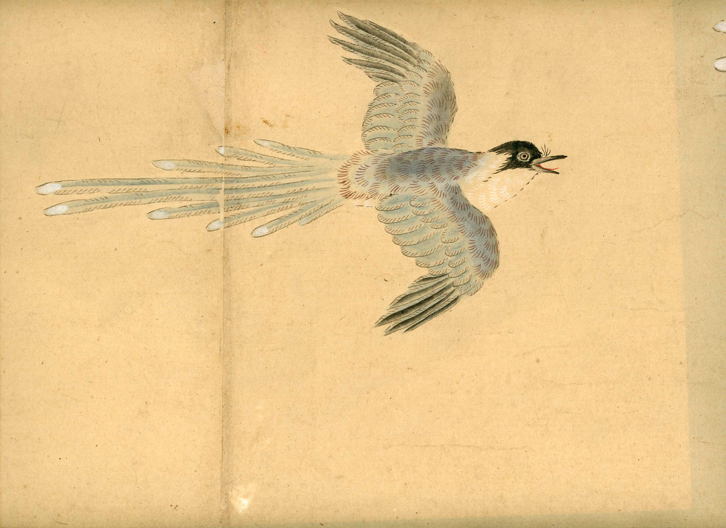 Emakimono scroll 絵巻物 虫と鳥影 Mushi to choei - Insects and shadows of birds - Unknown, after Taki Katei (瀧和亭 1830 – 1901)