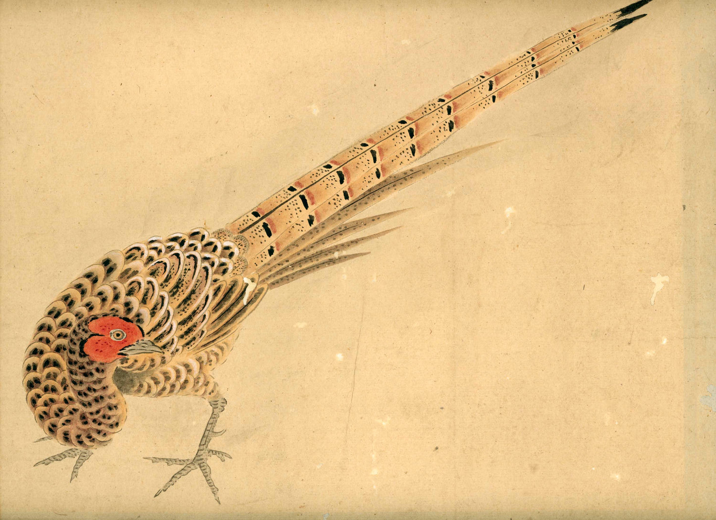 Emakimono scroll 絵巻物 虫と鳥影 Mushi to choei - Insects and shadows of birds - Unknown, after Taki Katei (瀧和亭 1830 – 1901)