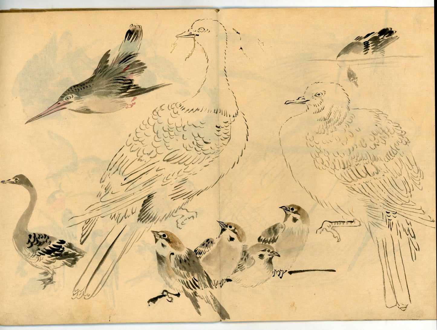 鳥類圖譜  handpainted art album of birds (kacho-ga) 21 full-page illustrations, superb brushwork