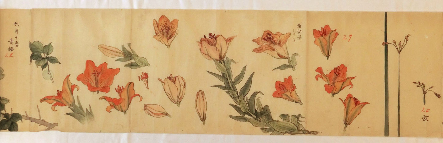 Emakimono - botanical paintings, dated Meiji 35 (1902)