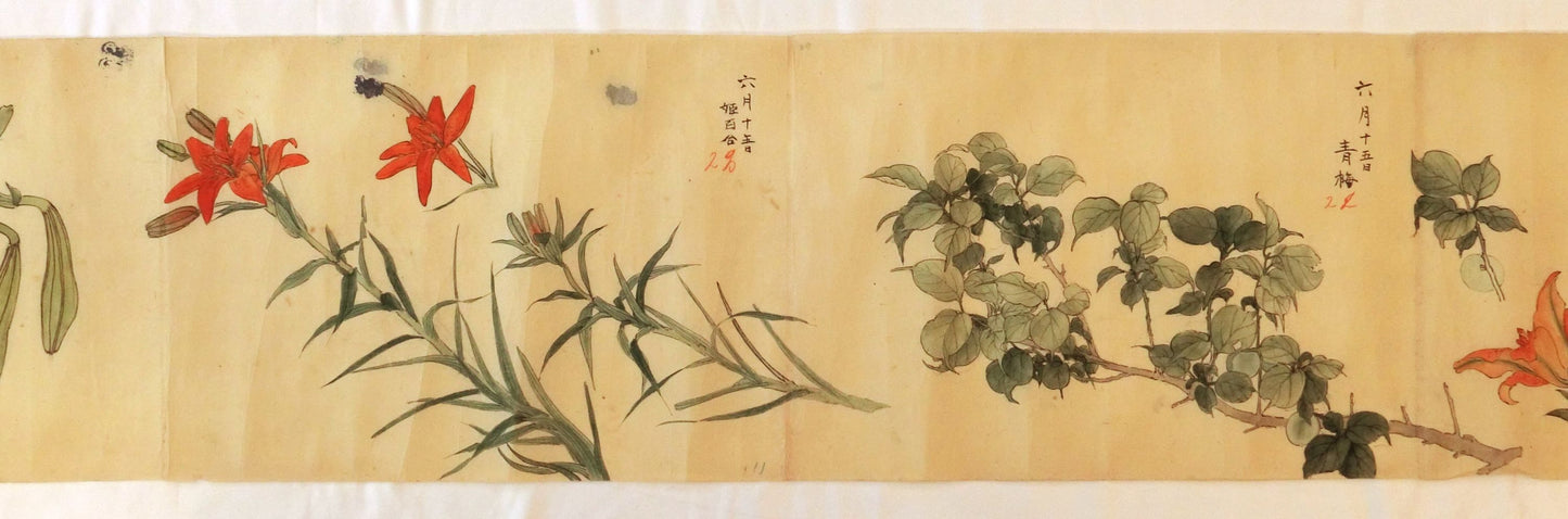 Emakimono - botanical paintings, dated Meiji 35 (1902)