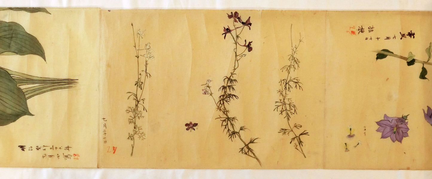Emakimono - botanical paintings, dated Meiji 35 (1902)